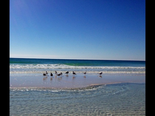 Seagulls on the Beach. Destin, Florida 
